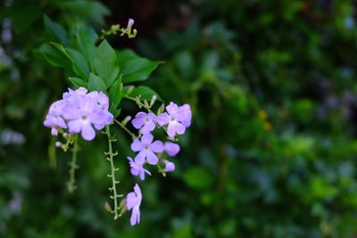 Close-up of purple flowering plants in park