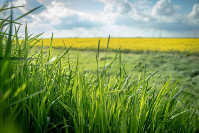 Scenic view of field against sky