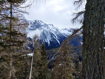 Low angle view of trees in snow against sky