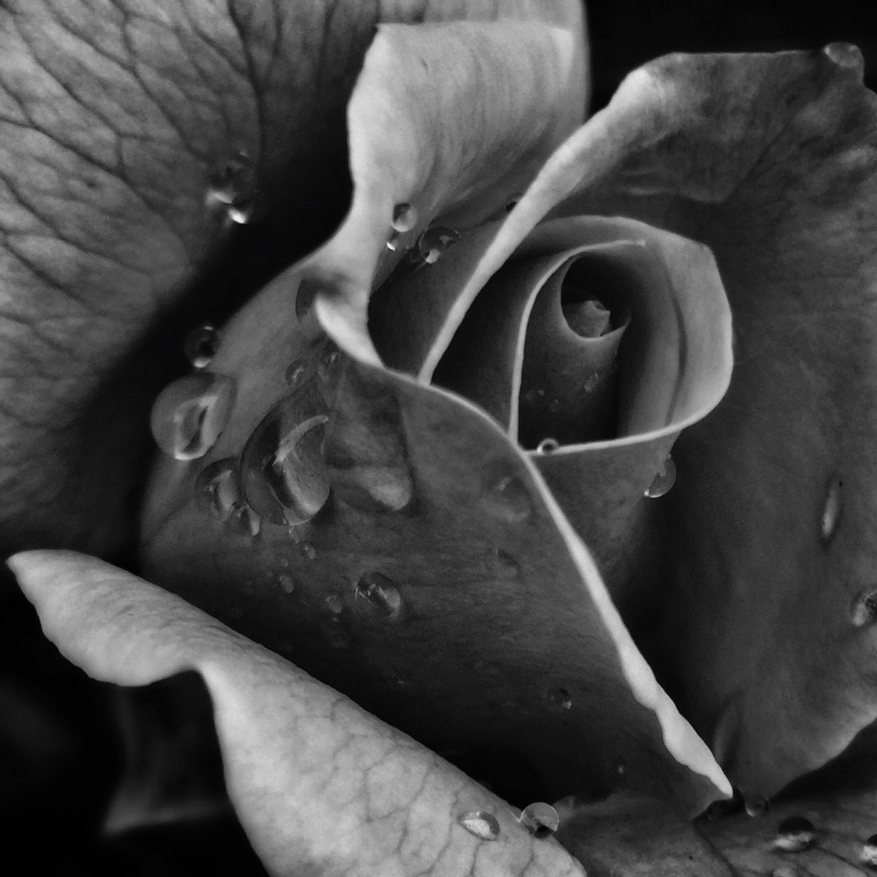 flower, petal, close-up, freshness, flower head, fragility, single flower, part of, person, growth, cropped, nature, beauty in nature, plant, macro, detail, outdoors, focus on foreground, day