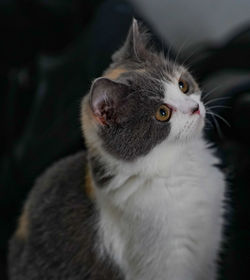 Close-up of cat looking away