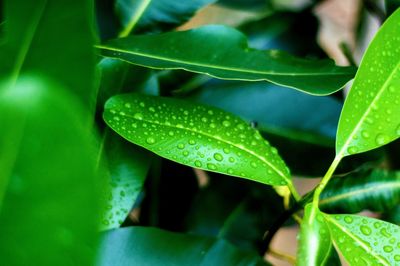 Close-up of wet plant leaves