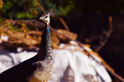 Close-up of peacock