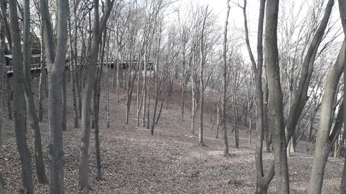 View of bare trees in forest