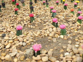 High angle view of pink flowers on stone wall