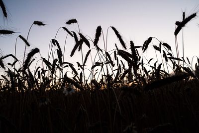 Silhouette plants growing on field against sky during sunset