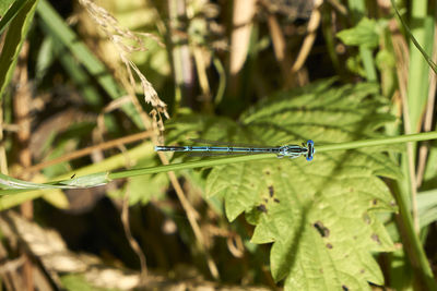 Close-up of damselfly on grass