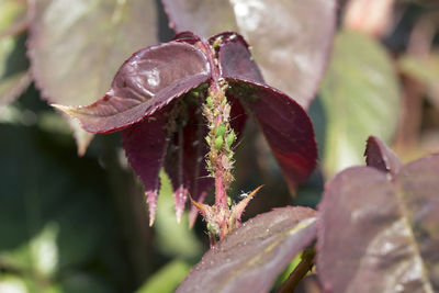 Close-up of raindrops on leaves