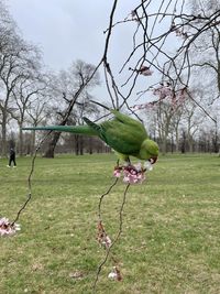 Low angle view of bird perching on tree