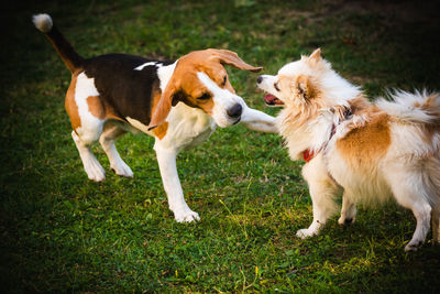 View of dogs on field