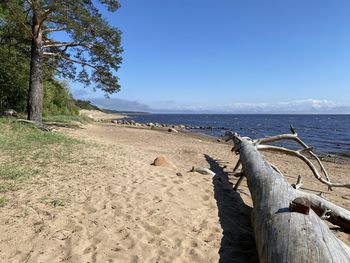 Driftwood on beach against sky