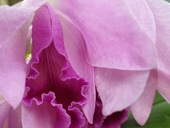 Close-up of pink rose flower