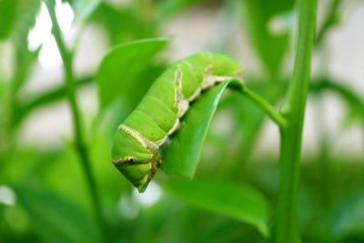 Close-up of insect on leaf