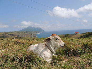 Cow on field against sky