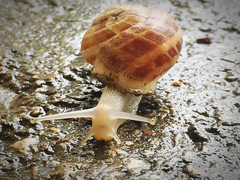 Close-up of snail on land