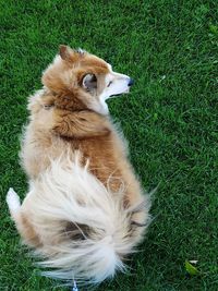 High angle view of dog sitting on field