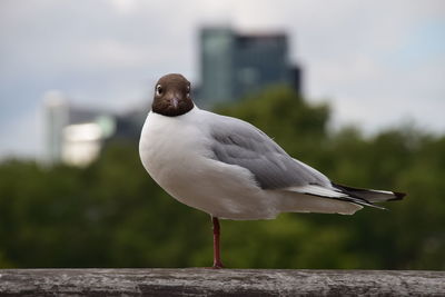 Close-up of seagull