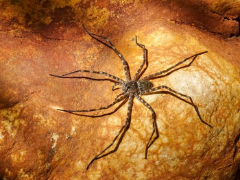 Close-up of spider on rock