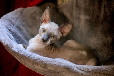 Cute little cornish rex kitten 