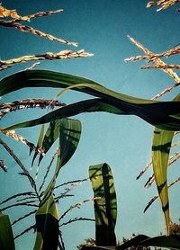 Low angle view of plants against clear sky