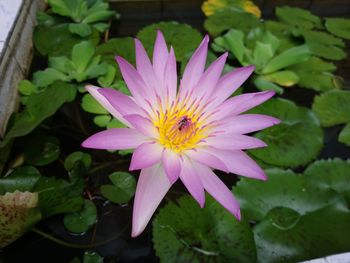 Close-up of pink lotus water lily