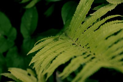 Close-up of fern