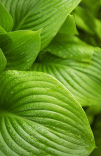 Green leaves with water drops from rain close up