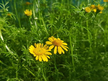 Close-up of yellow flowering plant on field