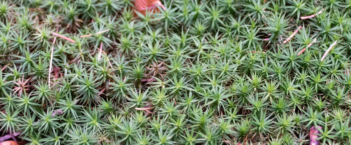 High angle view of succulent plant on field