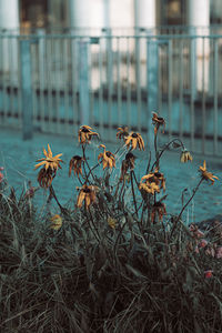 Close-up of wilted plant on field by building