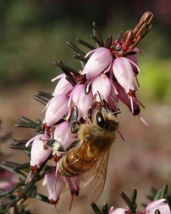 Close-up of bee pollinating on pink flower