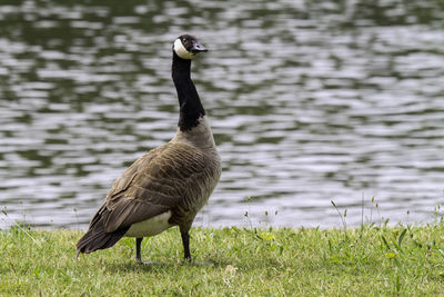 Bird in a lake