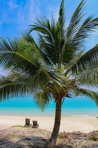 Palm tree on beach against clear blue sky