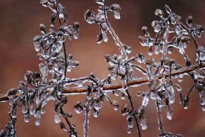 Close-up of frozen plants against blurred background