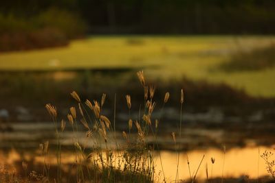 Plants growing on field by lake during sunset