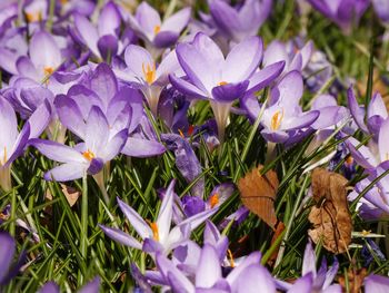 Close-up of purple crocus flowers on field