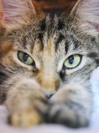 Close-up portrait of cat