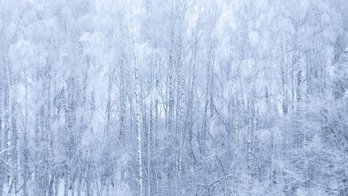 Full frame shot of snow covered tree