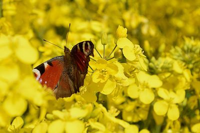 Close-up of butterfly pollinating on yellow flower