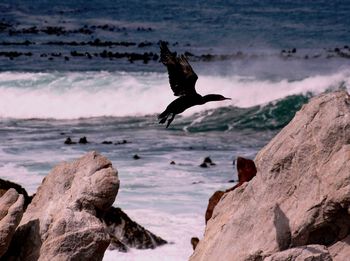 Bird flying over beach