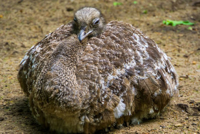 Close-up of dead bird on field