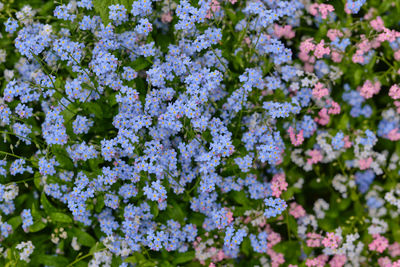 Close-up of purple flowers