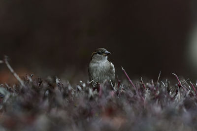 Close-up of birds perching on land