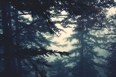 Low angle view of trees against sky