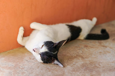 Close-up of a cat sleeping on wall