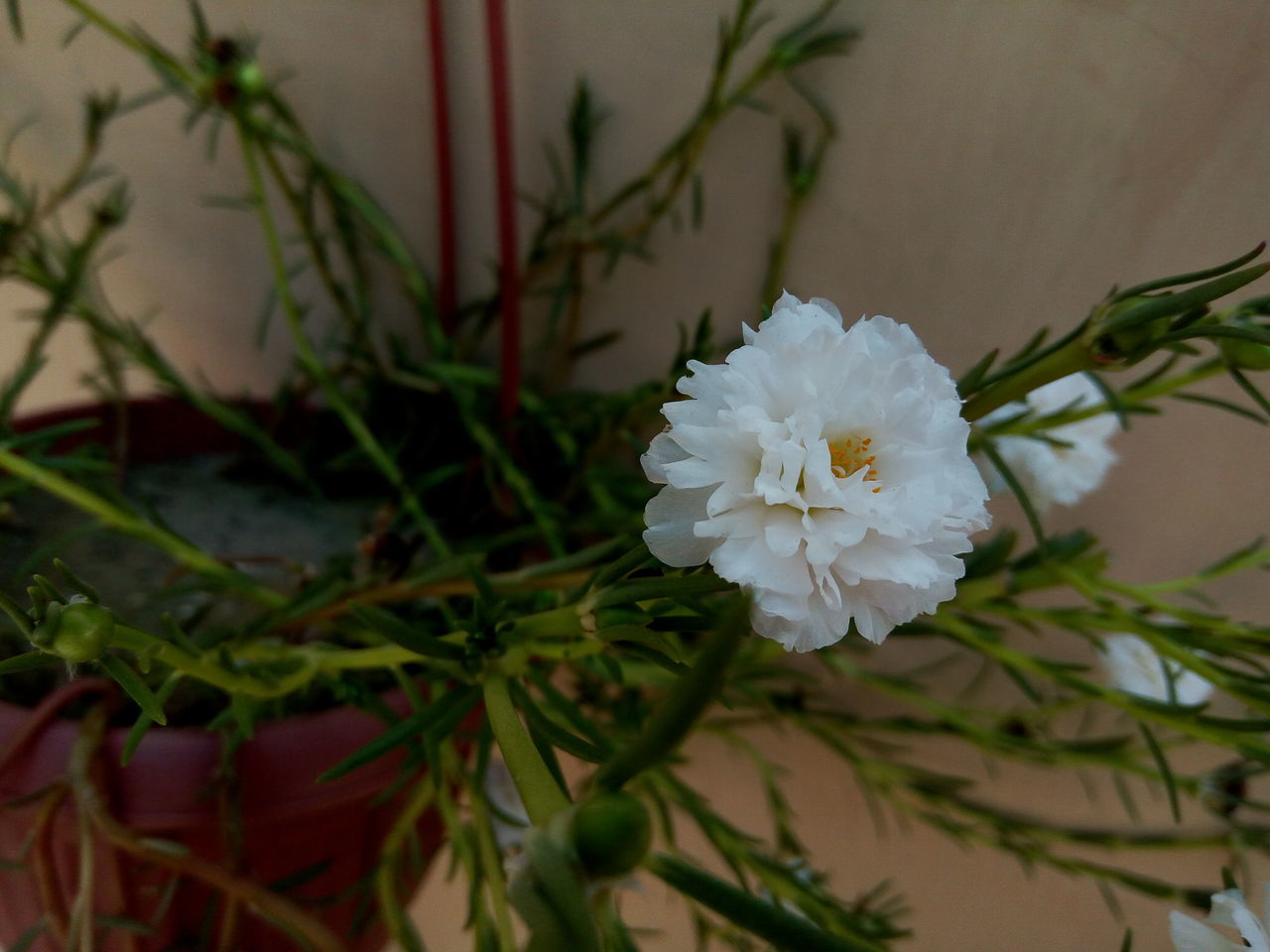 flower, nature, growth, plant, beauty in nature, white color, flower head, freshness, fragility, petal, close-up, no people, blooming, outdoors, day