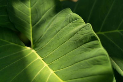 Full frame shot of leaves