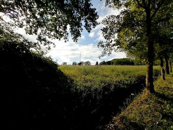 Trees on field against sky