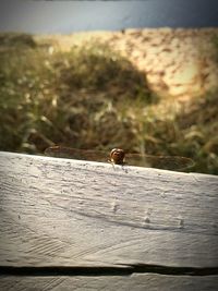 Close-up of lizard on wood against sky