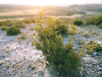 Close-up of plant growing on field against sky